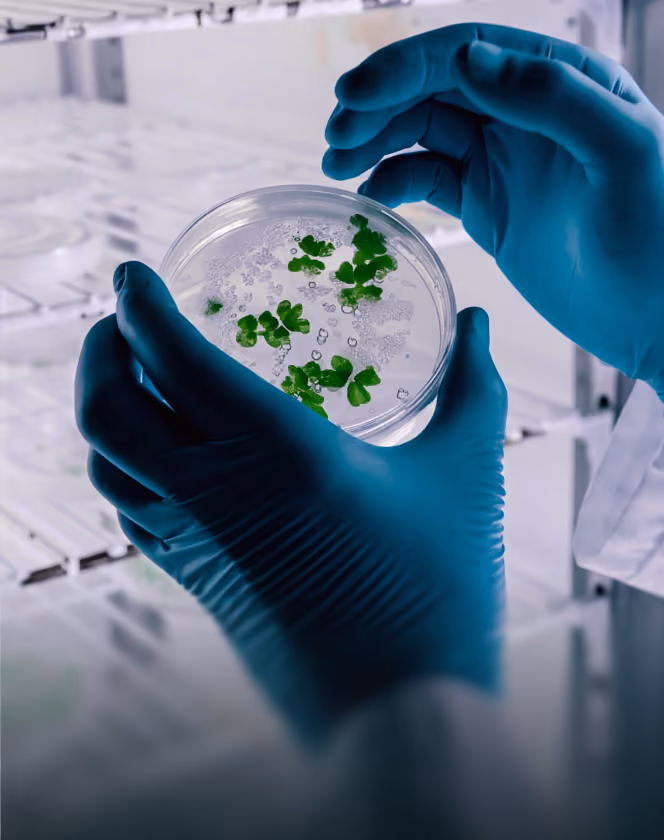 Hands in blue gloves holding a petri dish with small green plant samples in a lab setting.