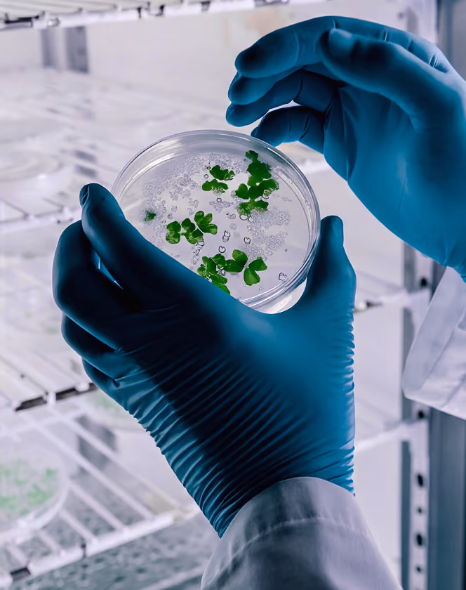 Gloved hands holding a petri dish with small green plant samples in a lab setting.