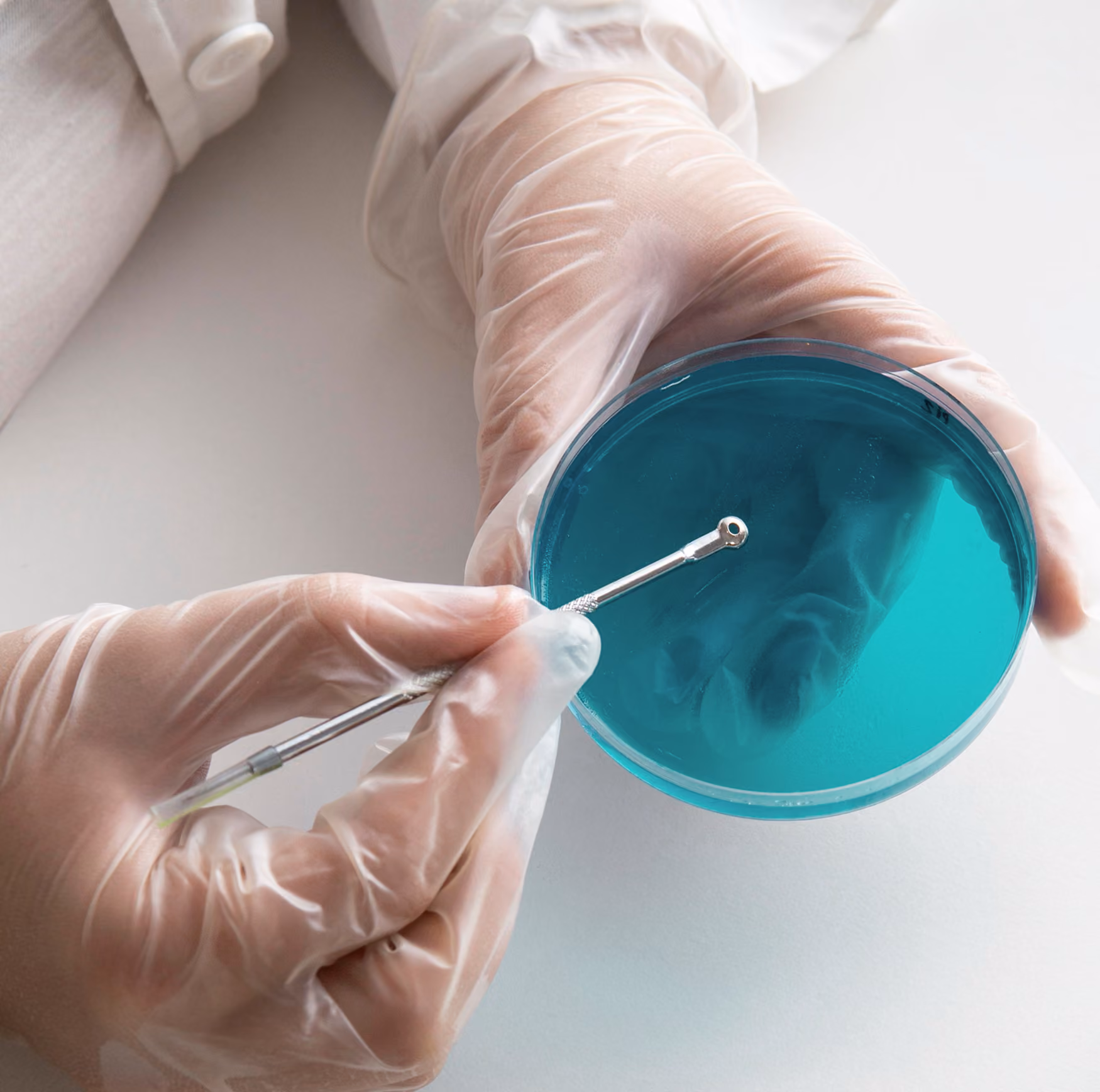 Gloved hands holding a petri dish with blue agar and a metal inoculation loop.