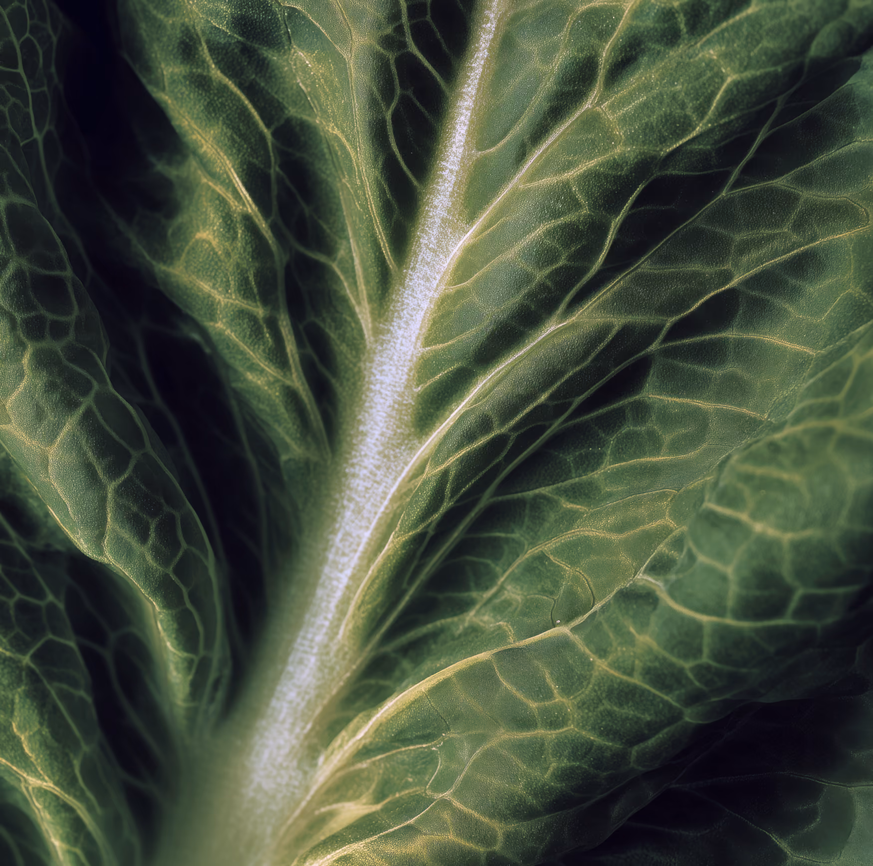 Close-up view of a vibrant green leafy vegetable with detailed veins and texture.