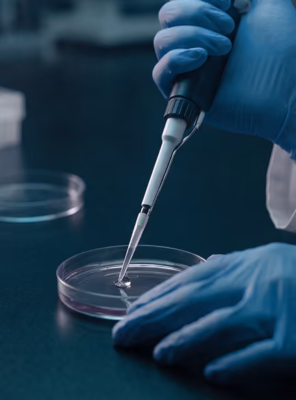 Gloved hand using a pipette to transfer liquid into a petri dish in a lab setting.