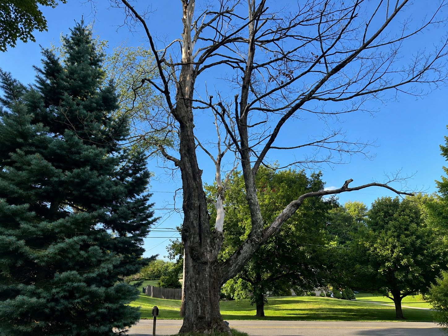before tree removal