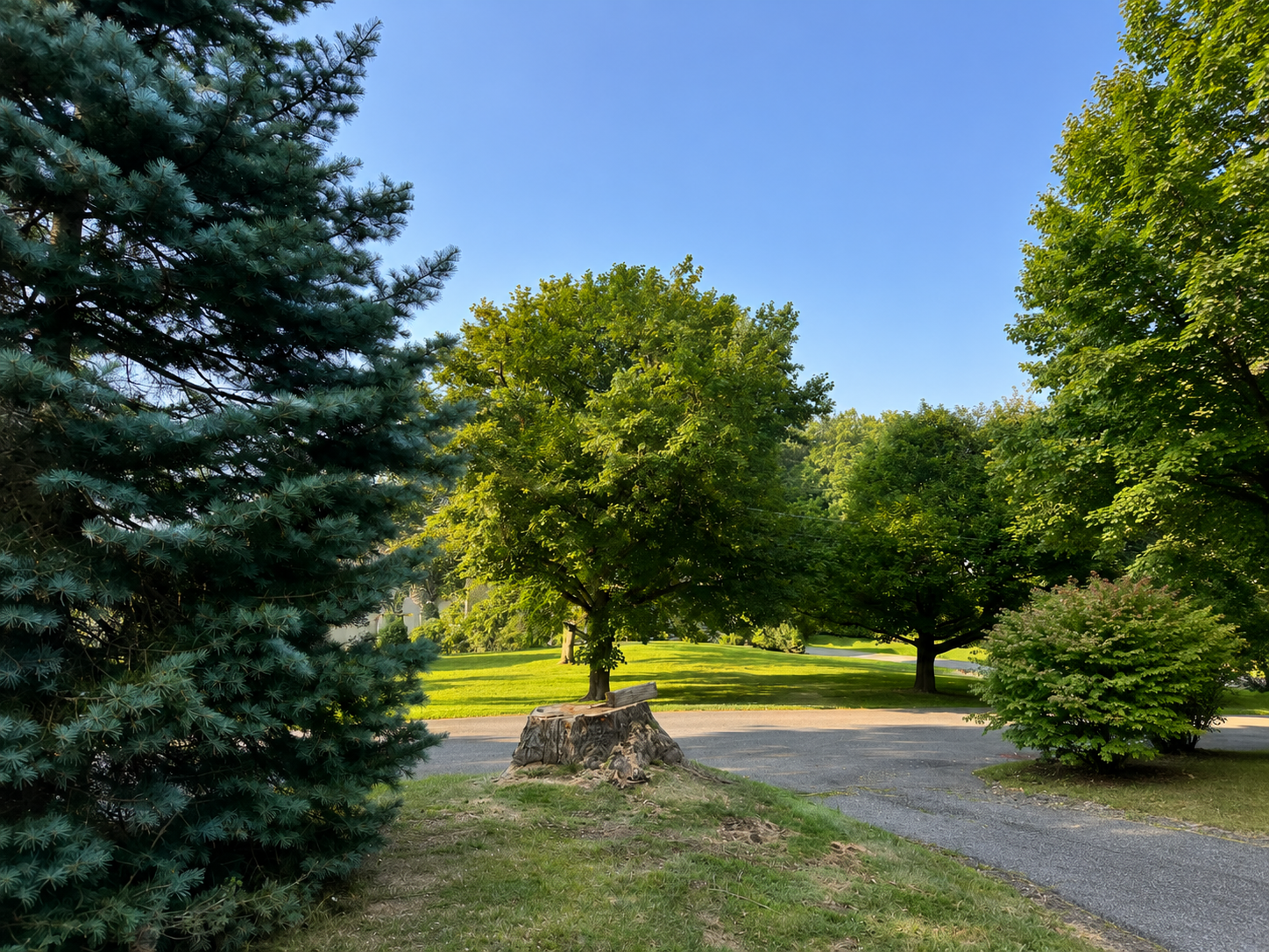 after tree removal