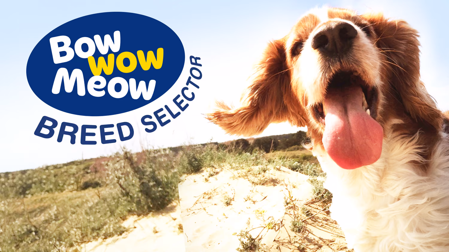 Bow Wow Meow Breed Selector