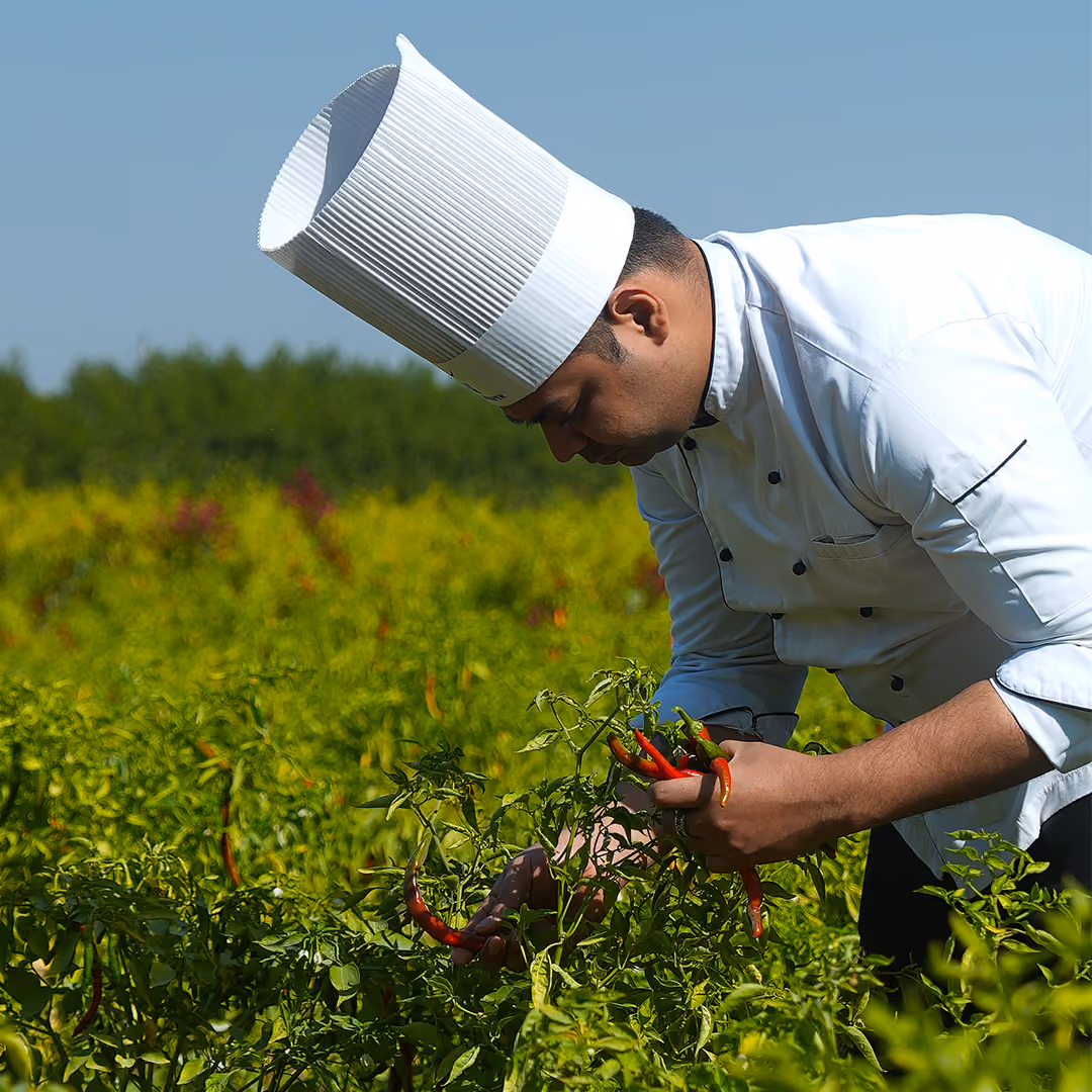 Chef in white uniform and hat harvesting red chili peppers in a green field under a clear sky.