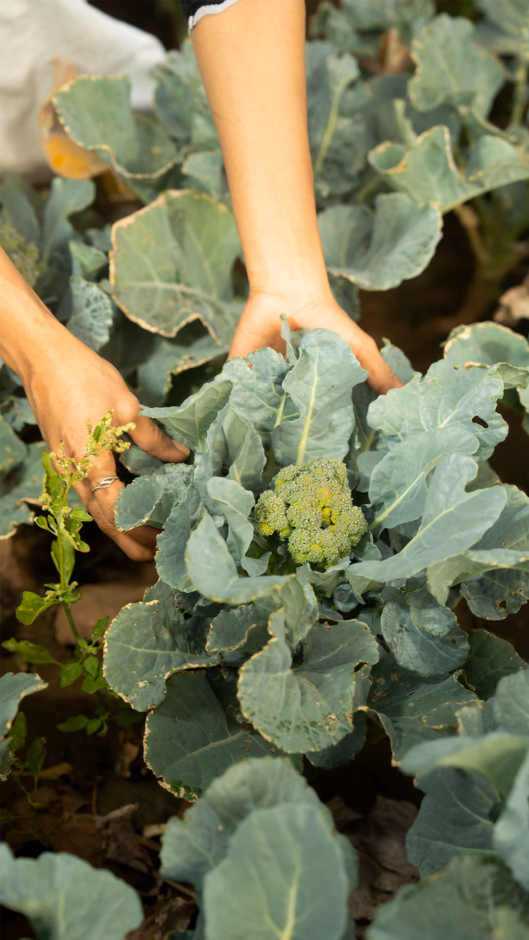 Hands tending to a broccoli plant with green leaves in a garden.