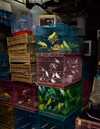 Pet Supply Stores