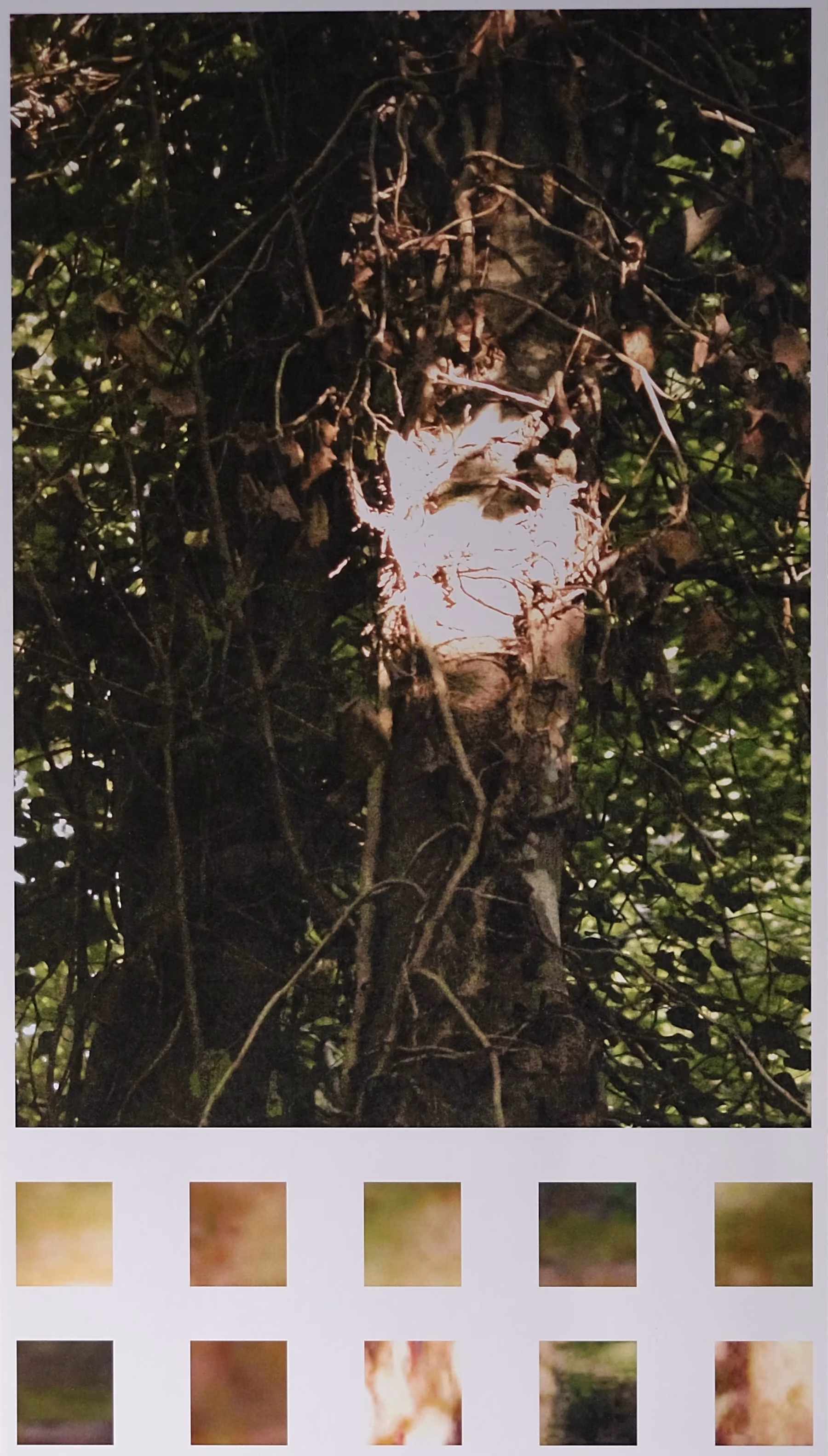 Anatomy of a Tree