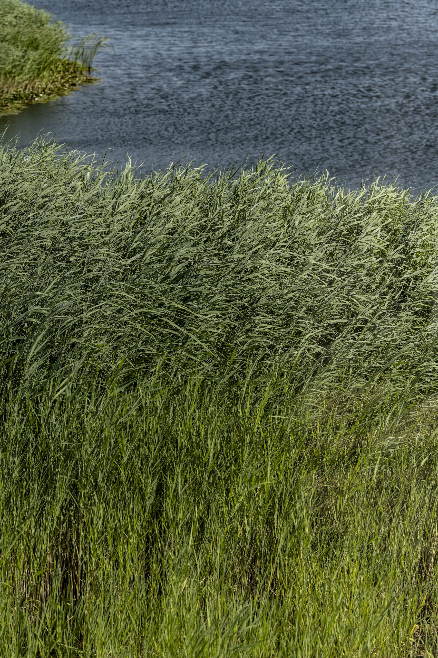 Naturnaher Schilfgürtel am Seeufer