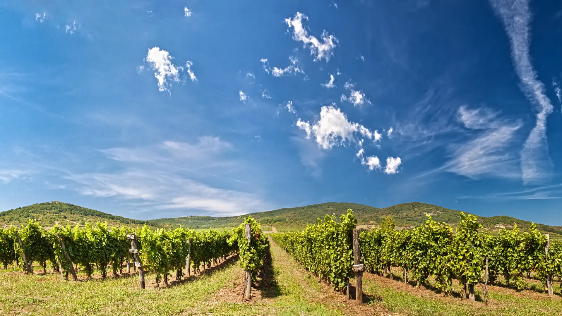 Budapest to Tokaj by electric car: an autumn road trip