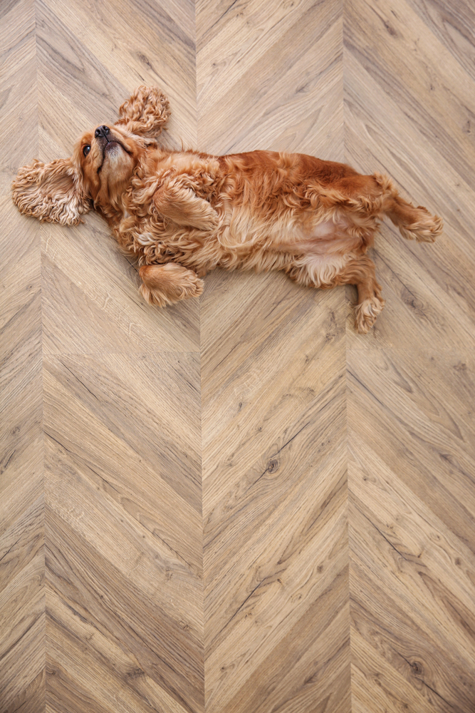 A cute dog laying belly-up on a hardwood floor.