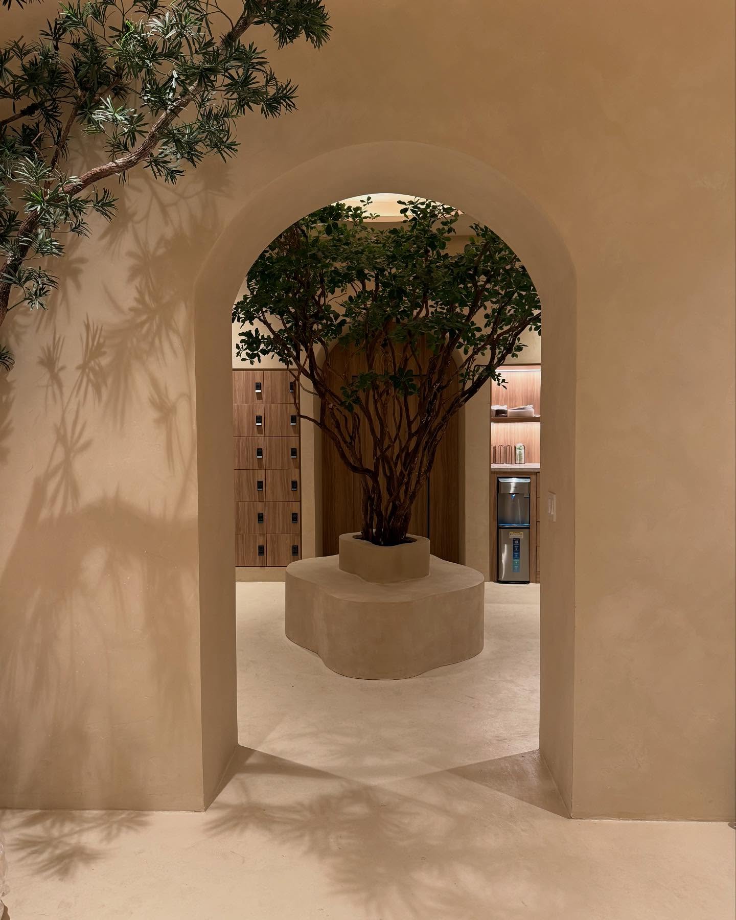 Studio lobby with a sculptural tree in a round planter and warm plaster walls at Kintsugi Yoga in Las Vegas