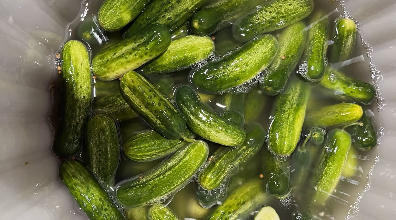 Small green cucumbers soaking in water inside a white container with bubbles on the surface.