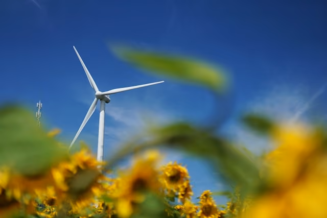 Wind turbine rising above a sunflower field under a clear blue sky.