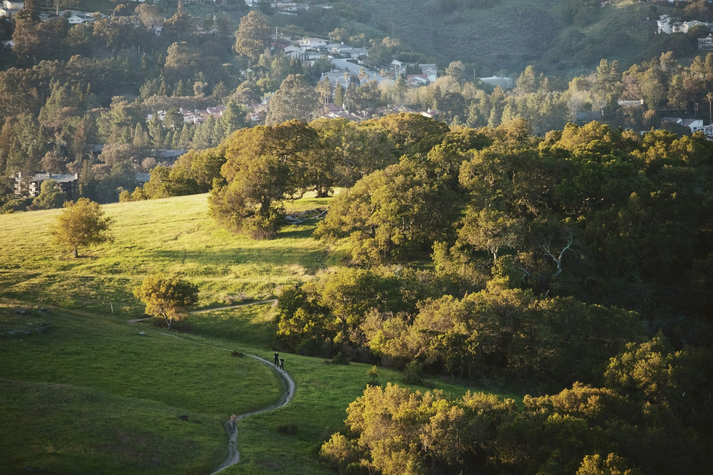 Green rolling hills and oak trees in warm evening light