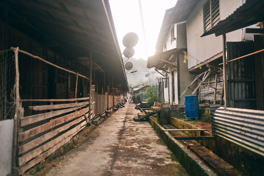 Photograph from Honestly's Get Lost assignment on Borneo's orangutans in Sarawak