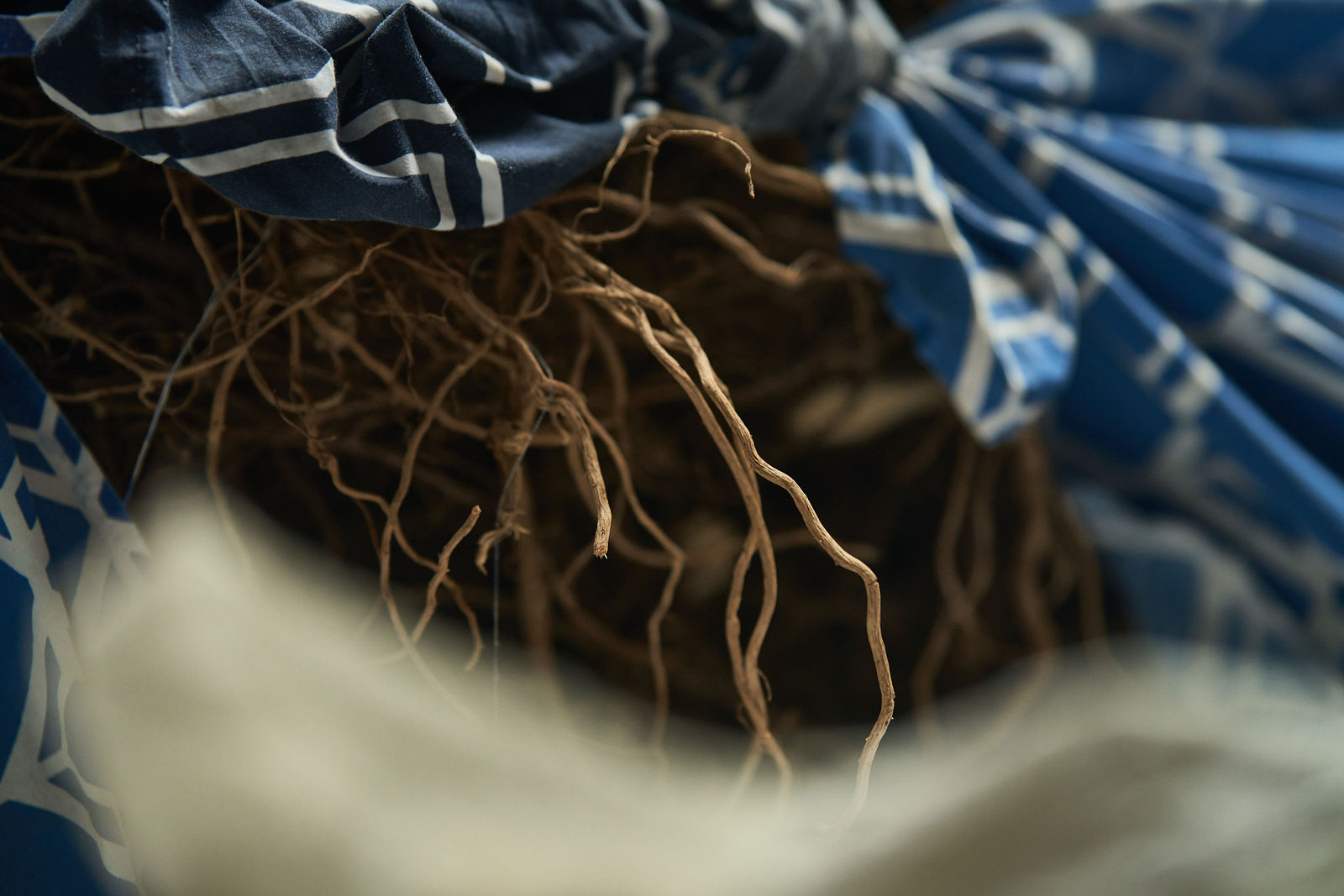Photograph from Honestly's Kava brand shoot in Vanua Levu, Fiji