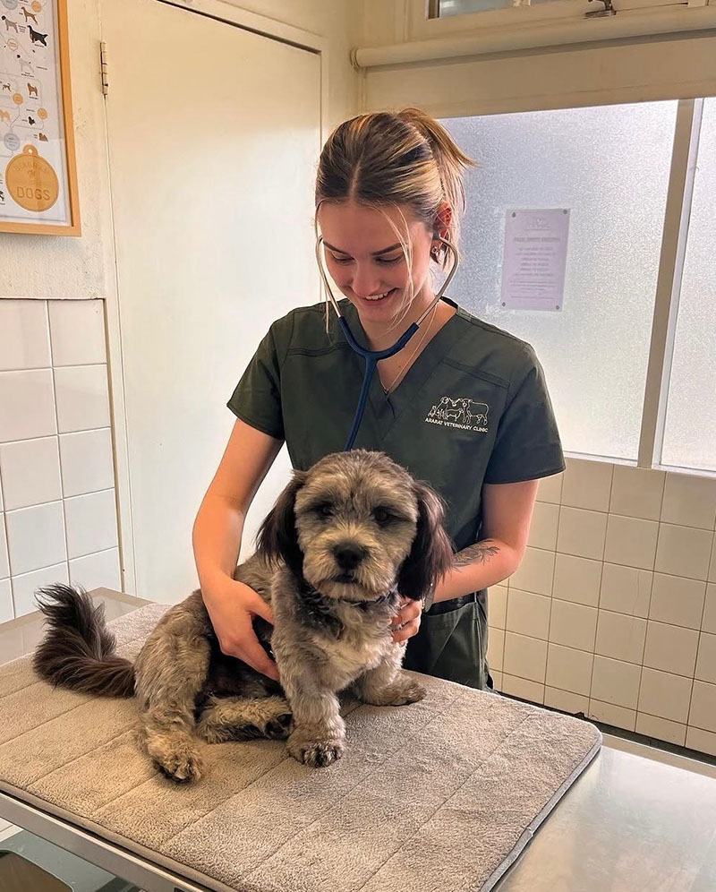 Bridie, Veterinary Nurse at Western Victoria Vets, with a scruffy dog on the consult table