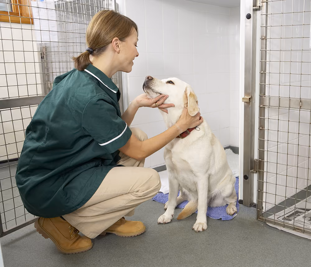 Kennel hand patting a Labrador in a clinic kennel