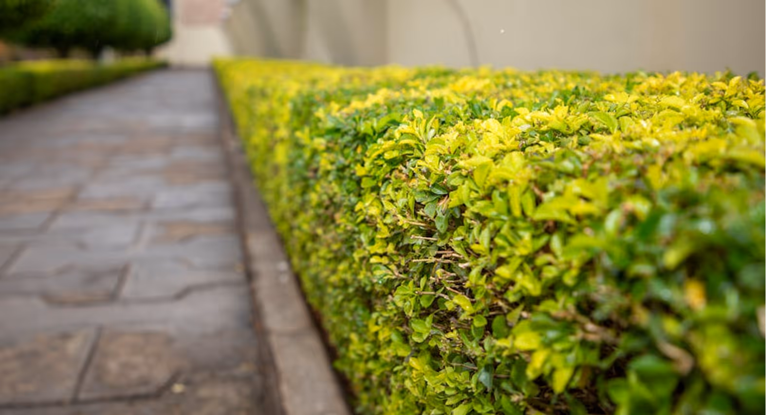 Close-up of a neatly trimmed green hedge alongside a stone-paved pathway in a landscaped setting.