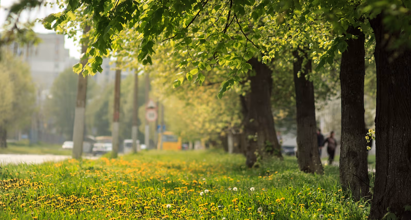 Lush green grassy area with yellow flowers and a row of trees along a city street.