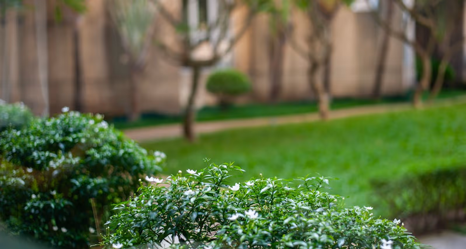 Green shrubs with small white flowers in a landscaped garden with blurred trees and grass in background.