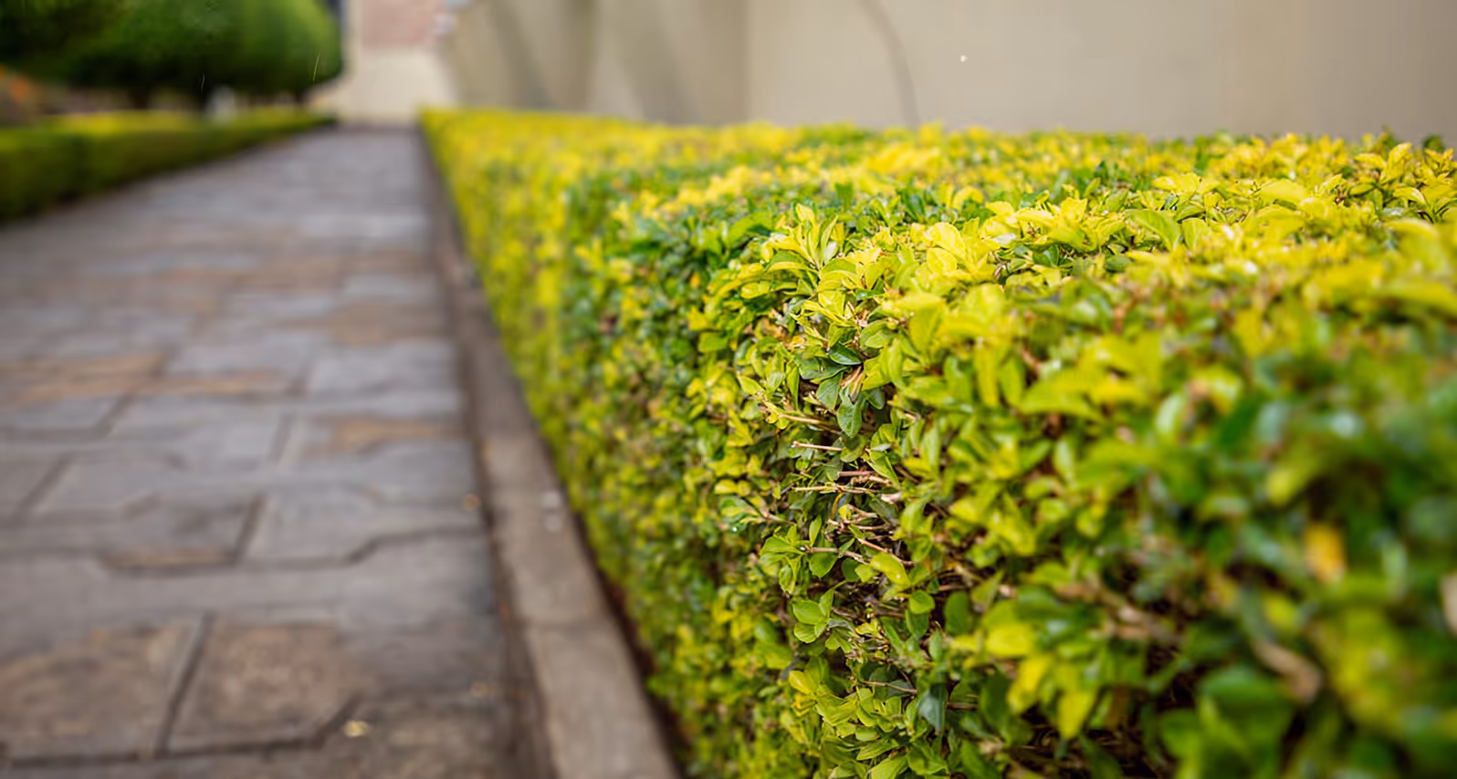 Green manicured hedge beside a patterned stone walkway under soft daylight.