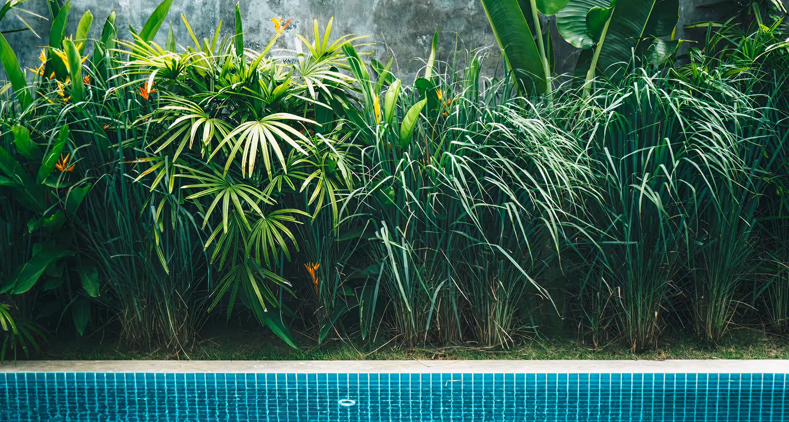 Lush green tropical plants and grasses behind a blue-tiled swimming pool with a concrete wall backdrop.