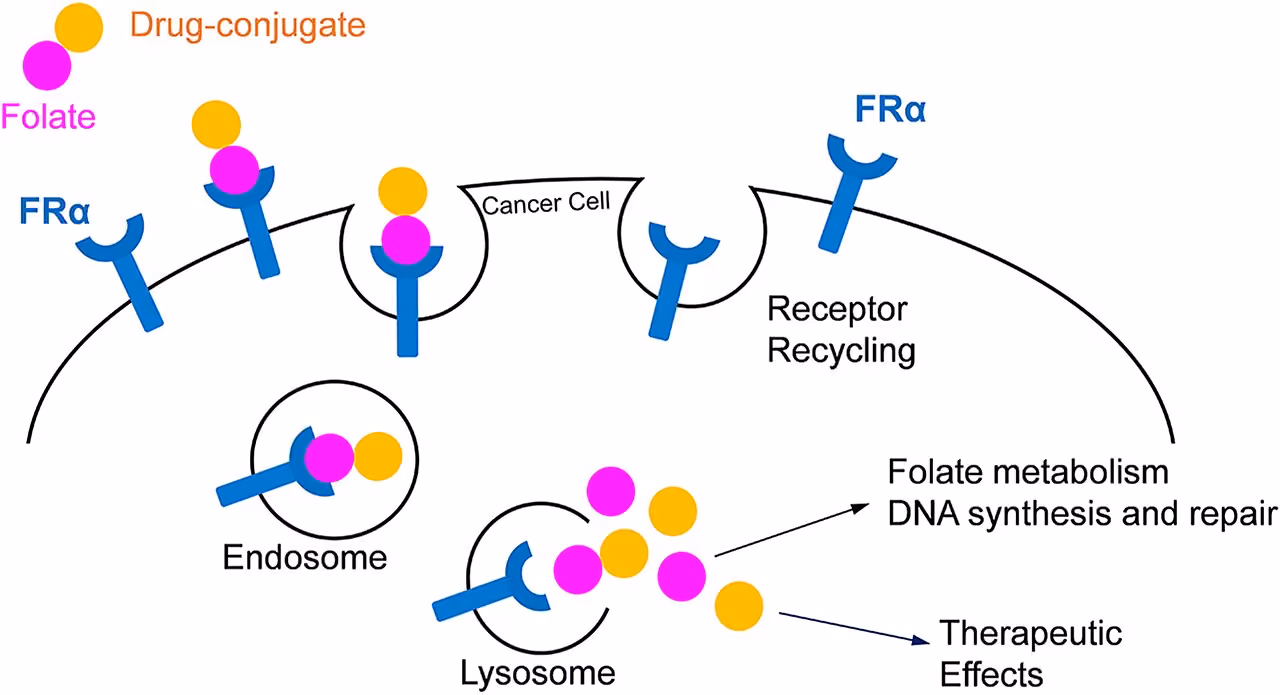 Targeted cancer therapy