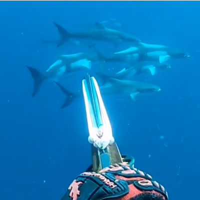 Spearfisher underwater aiming a spear gun at a group of swimming sharks in blue ocean water.