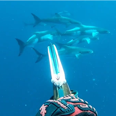 Julie Spearfishing