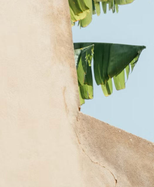 Feuilles de bananier devant un mur beige