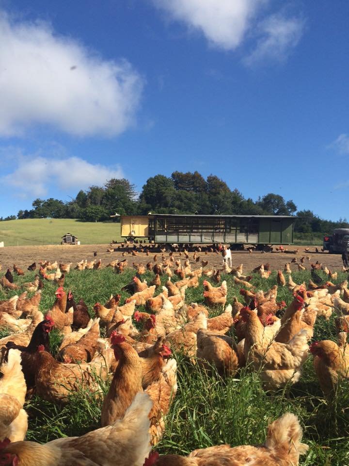 Pasture-raised laying hens at Pajaro Pastures in the Pajaro Valley