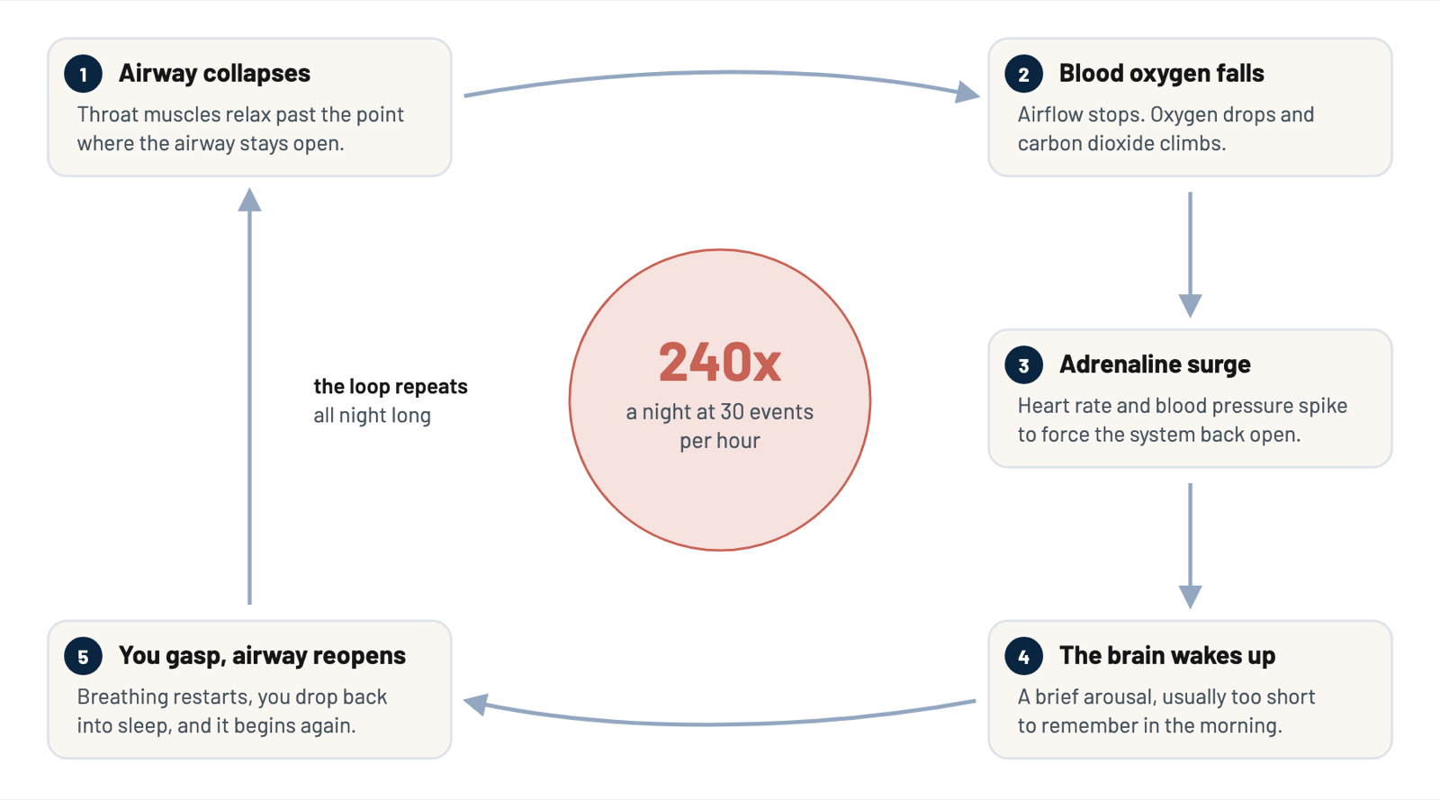 A five step loop: the airway collapses, blood oxygen falls, adrenaline surges, the brain briefly wakes, you gasp and the airway reopens, then the cycle repeats.