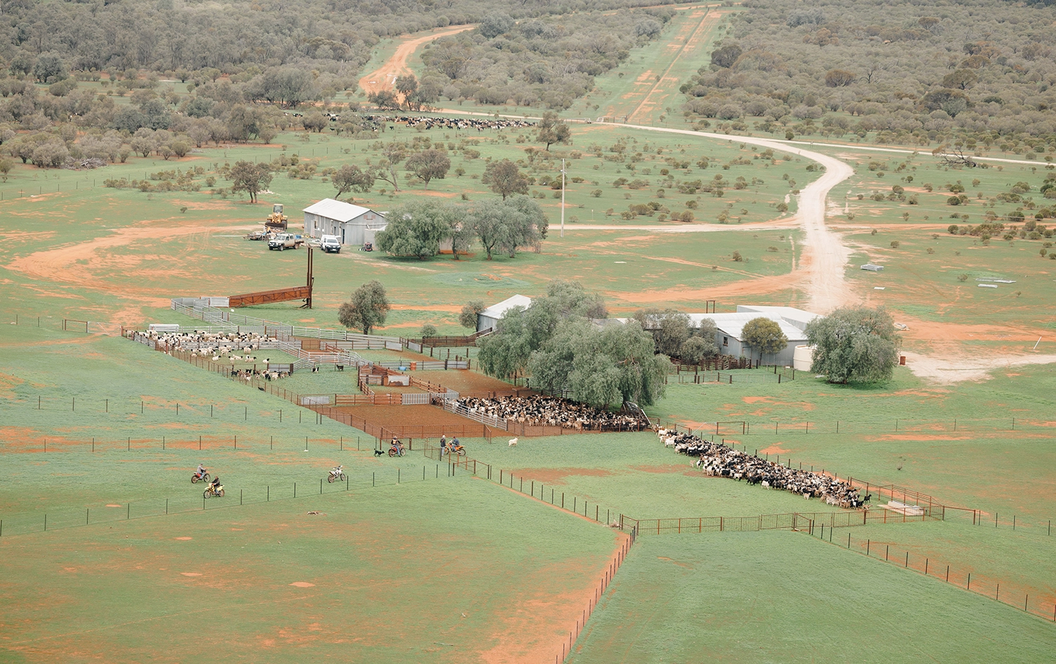 End of the muster at a goat contracting job near Ivanhoe, NSW