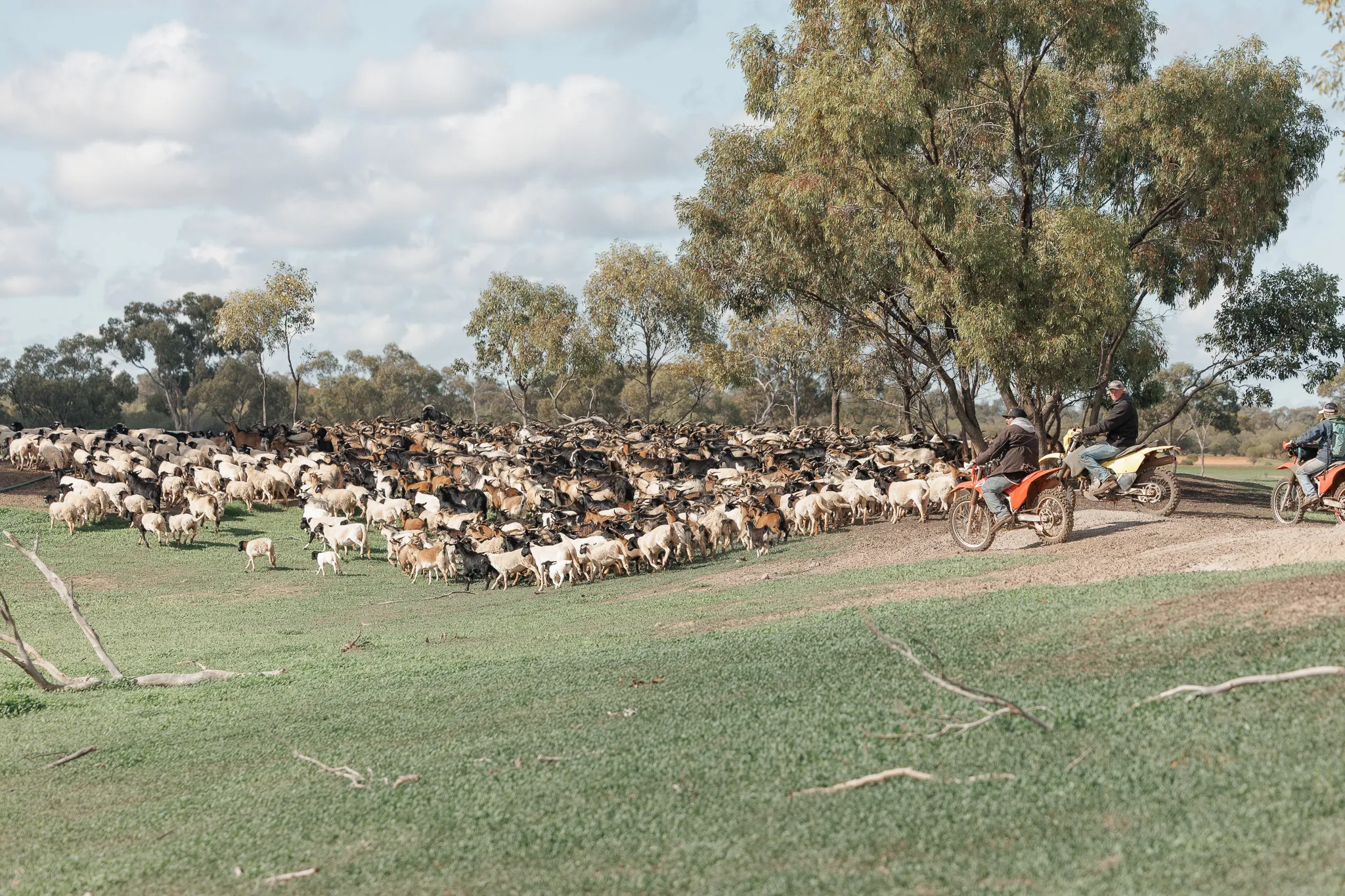 Mob of goats being mustered by bike through timber country near Ivanhoe, NSW