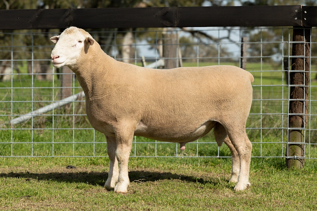 Livestock photography and videography for Wrattenbullie Poll Dorsets 2026 in South Australia, Lot 6