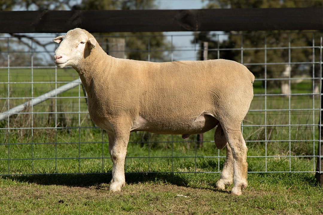 Livestock photography and videography for Wrattenbullie Poll Dorsets 2026 in South Australia, Lot 2