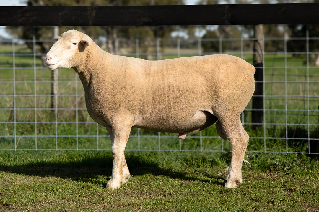 Livestock photography and videography for Wrattenbullie Poll Dorsets 2026 in South Australia, Lot 1