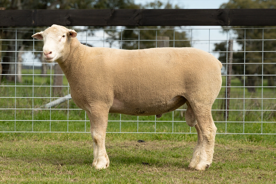 Livestock photography and videography for Wrattenbullie Poll Dorsets 2026 in South Australia, Lot 7