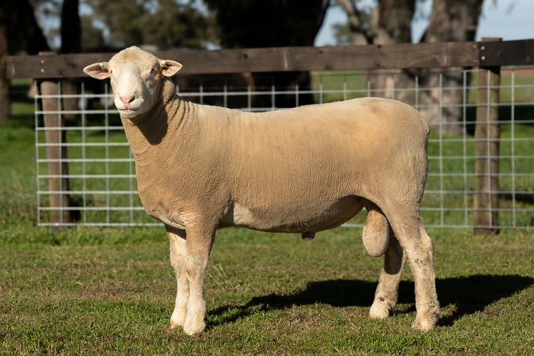 Livestock photography and videography for Wrattenbullie Poll Dorsets 2026 in South Australia, Lot 3
