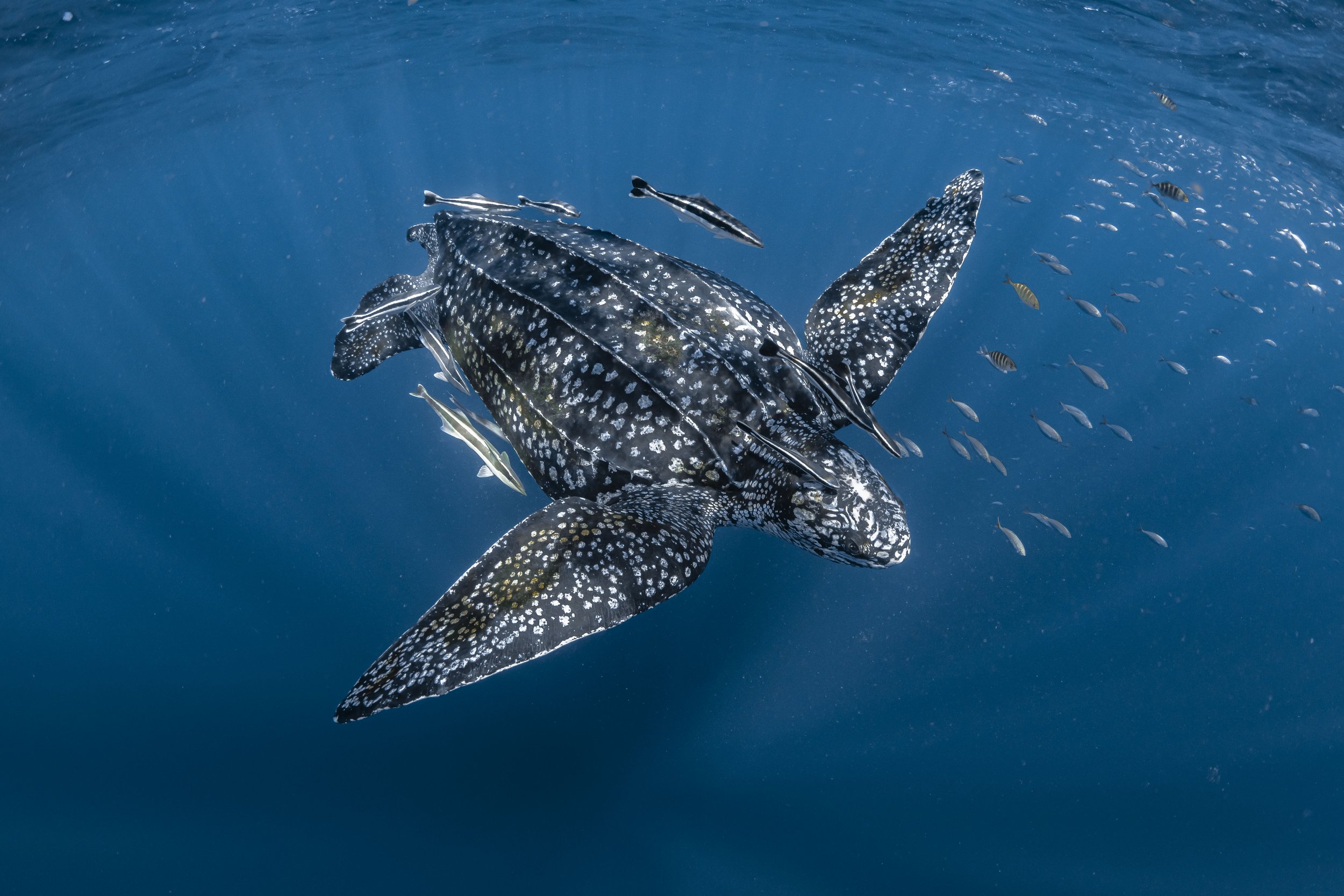 Leatherback sea turtle, Coral Bay, Ningaloo Reef, Western Australia. Emelie Ledwidge/ Ocean Image Bank
