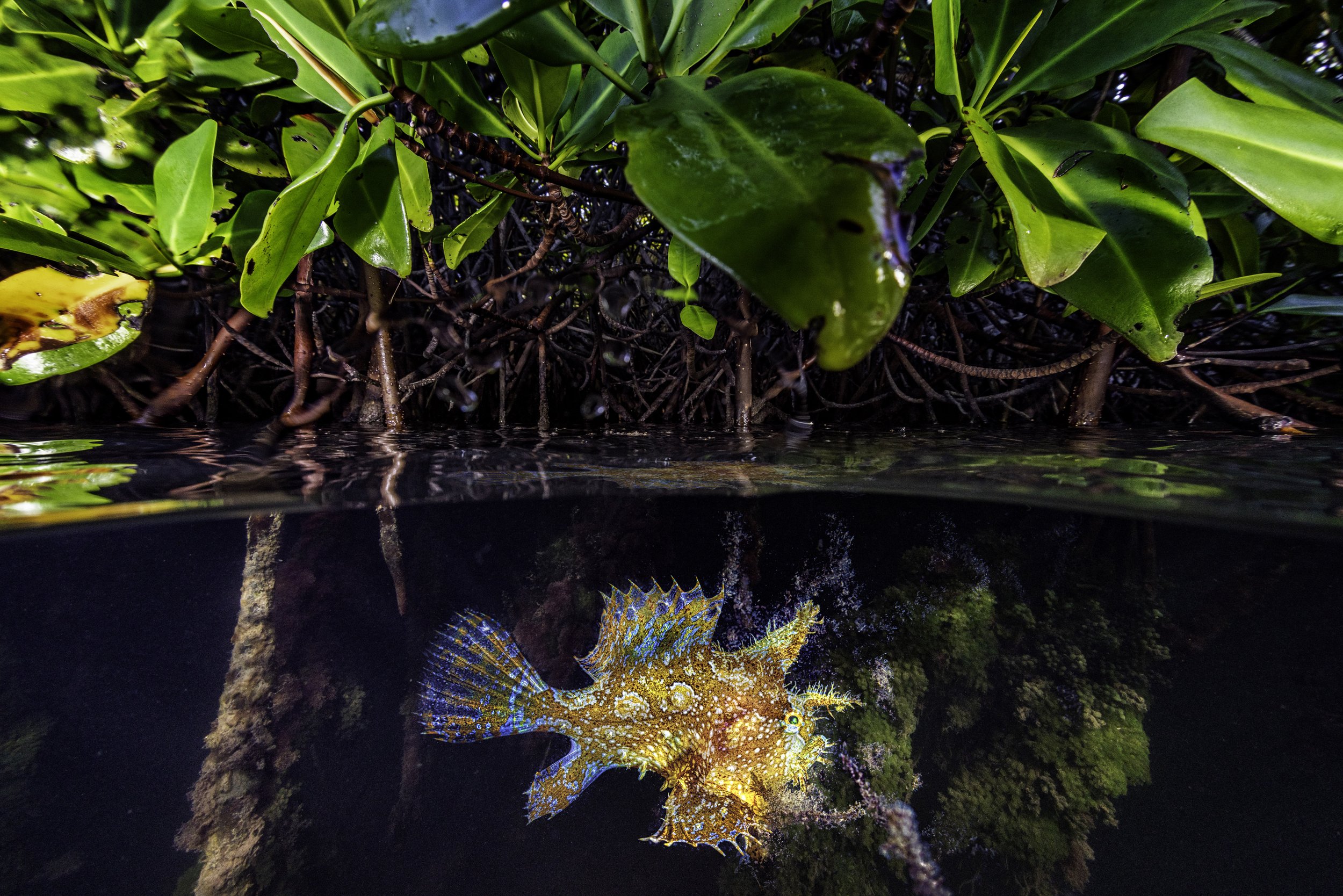 Sargassum frogfish in mangroves, Lac Bay, Bonaire. Lorenzo Mittiga/ Ocean Image Bank.