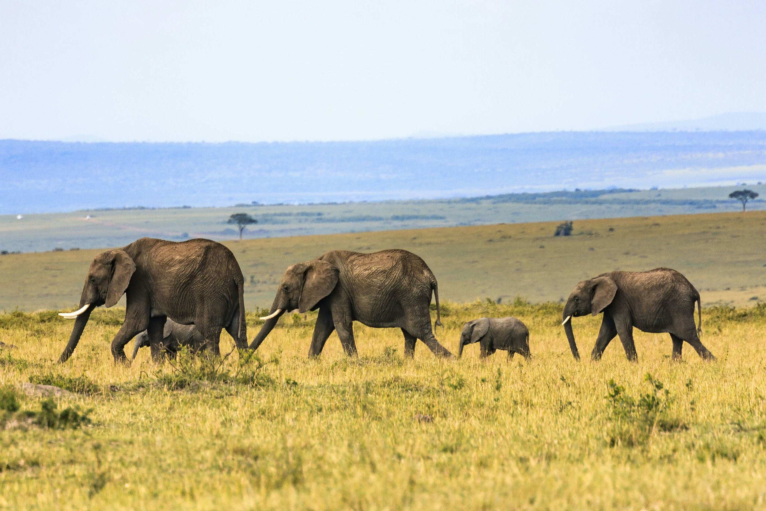   Elephants in the Masai Mara, Kenya. Credit: Larry Li via Unslpash  