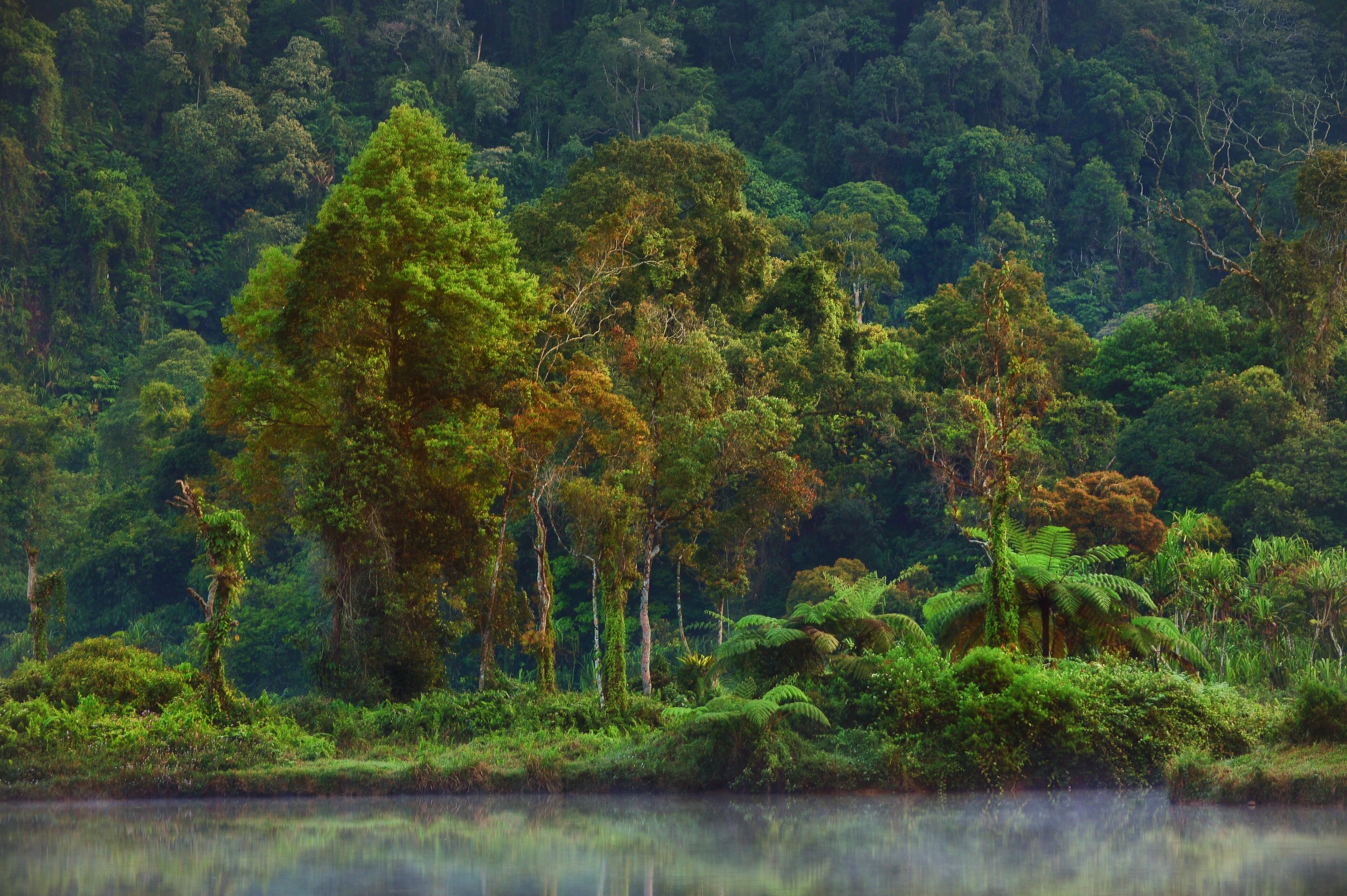 “Rainforest in West Java, Indonesia. Credit: The Center for International Forestry Research and World Agroforestry