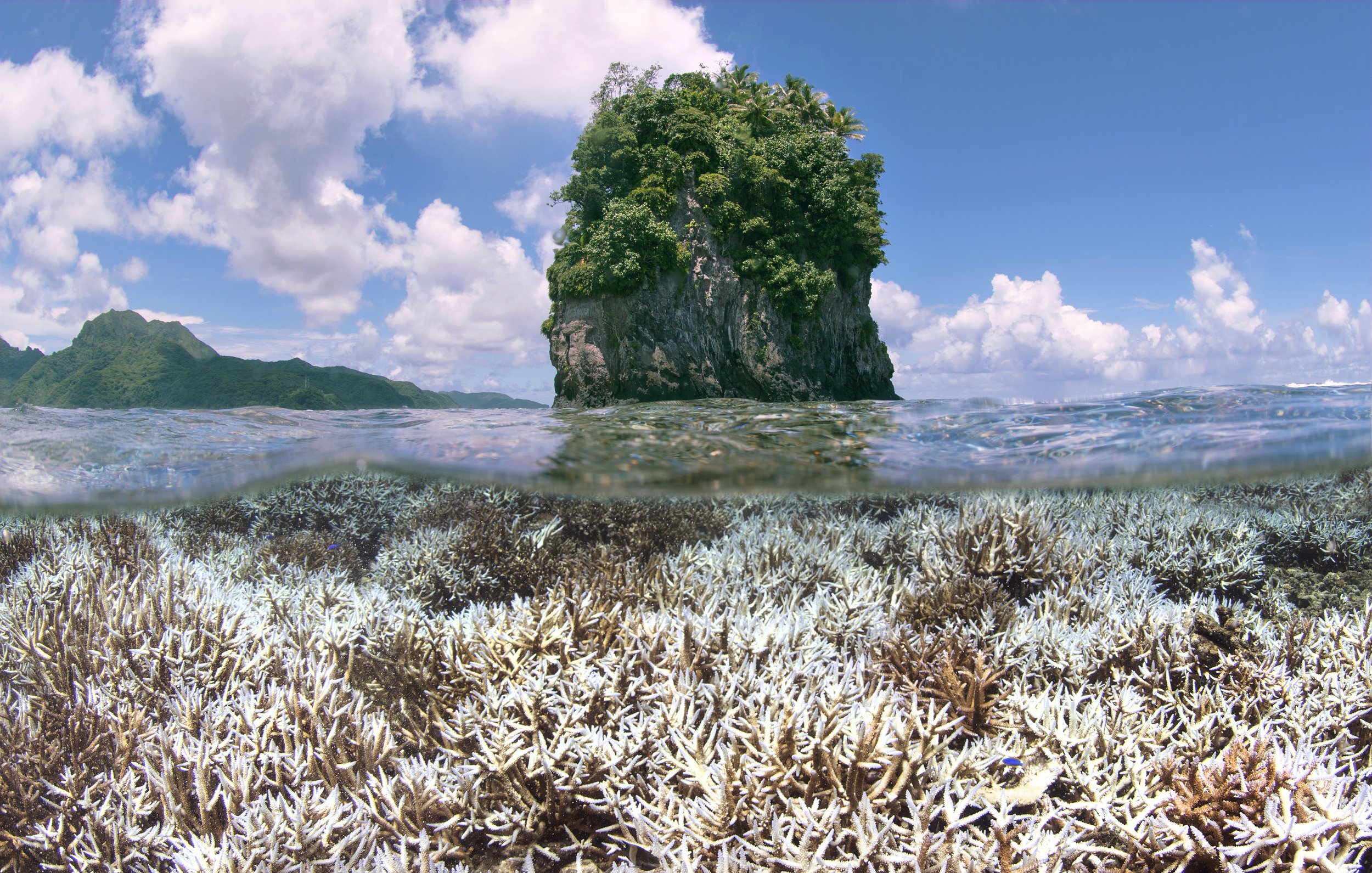Coral bleaching in American Samoa, 2015. Photo: The Ocean Agency / Ocean Image Bank