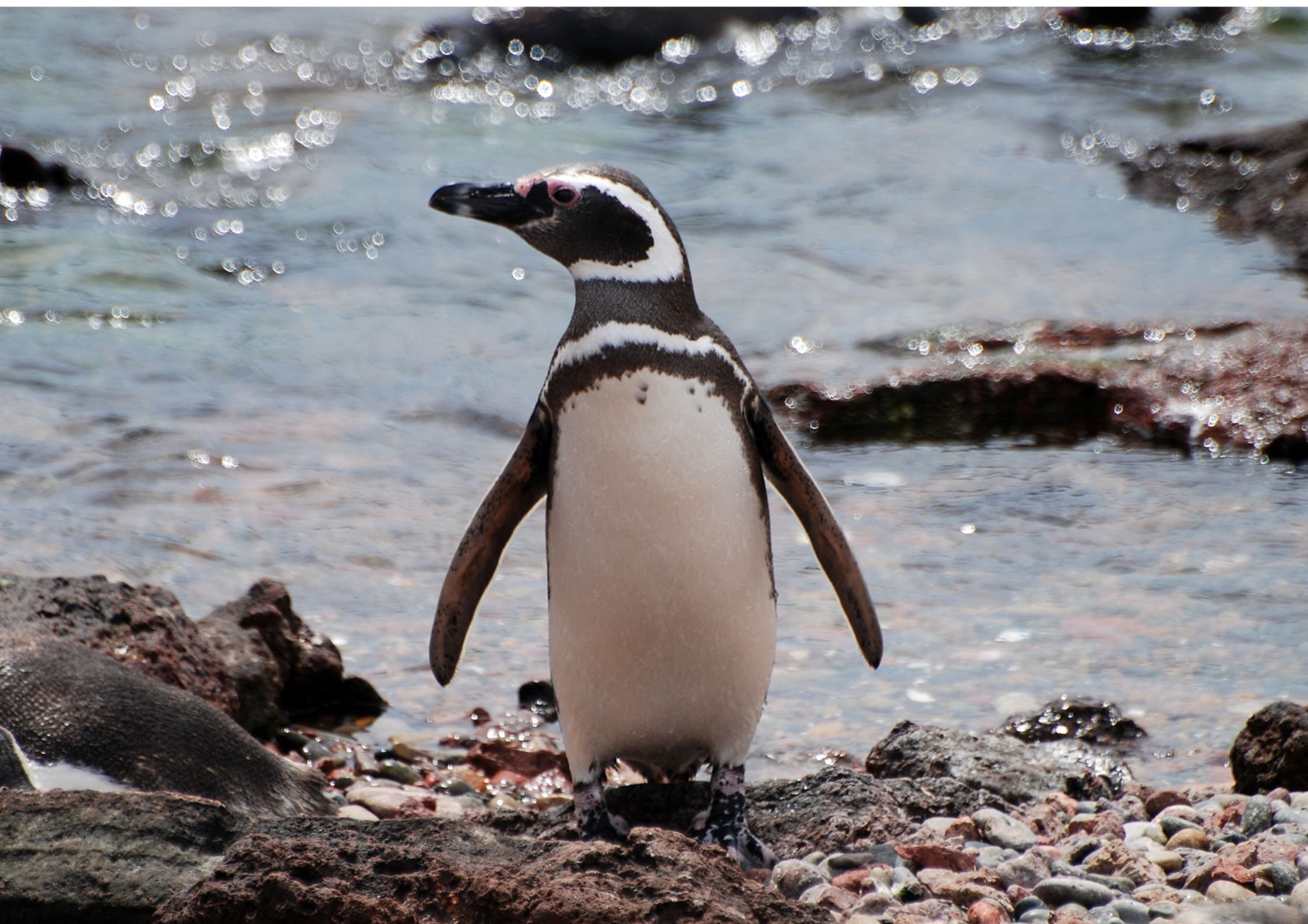   A Magellanic penguin at Punta Tombo. Credit: Don Faulkner/ Flickr.  