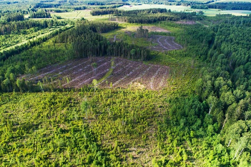  Kaalkap in Estland (foto: Estonian Fund for Nature) 