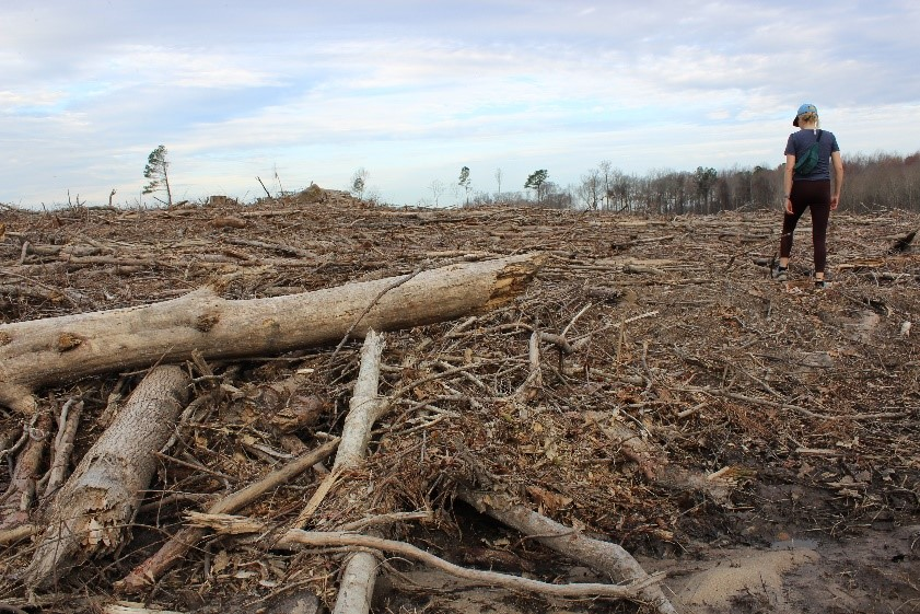  Image credits: Clearcutting in Southeast of the US (Dogwood Alliance) 