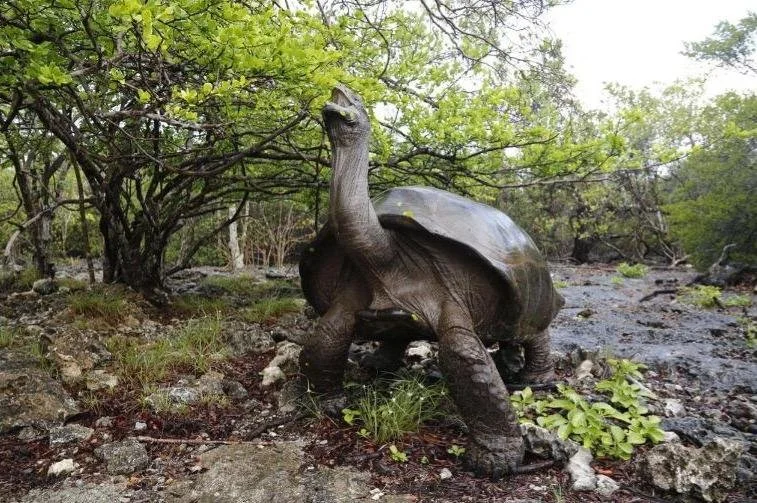 Aldabra giant tortoises, the world's largest population. Photo credit: Joey Latsha.
